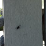 big spider in my garage